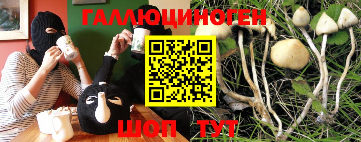 Галлюциногенные грибы Psilocybine cubensis Черняховск